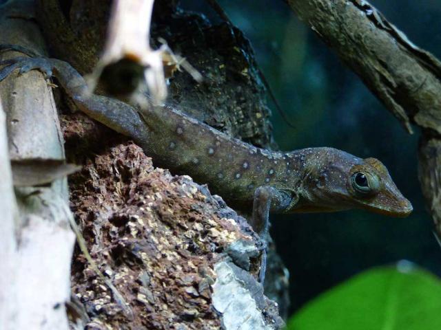 Anolis Oculatus Montanus - Anolis - Sprockhövel