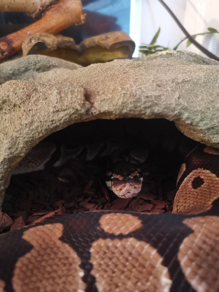 Königspython mit Terrarium - Schlangen - Wilhelmshaven