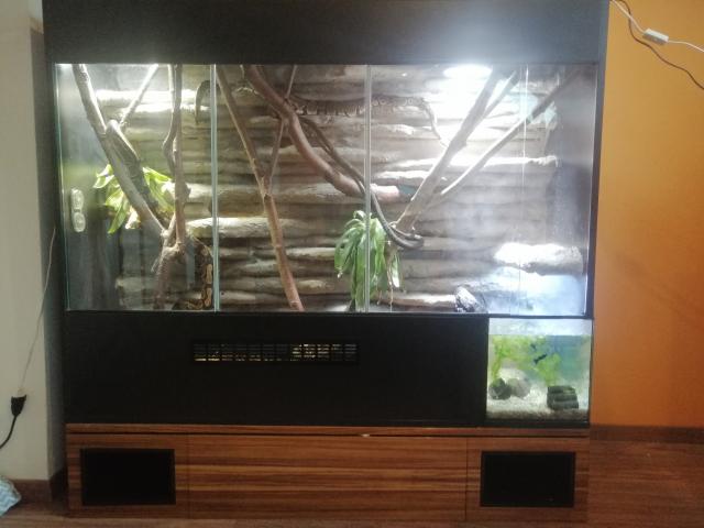 3 konigspyton und xl terrarium  - Schlangen Python - Zwota