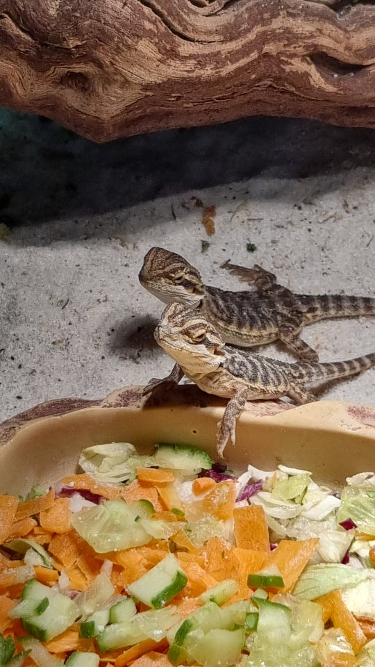 Baby Bartagame Nachzucht - Bartagame - Rheine