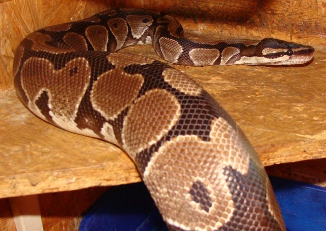 Königspython Odd Ball - Schlangen Python - Denkingen