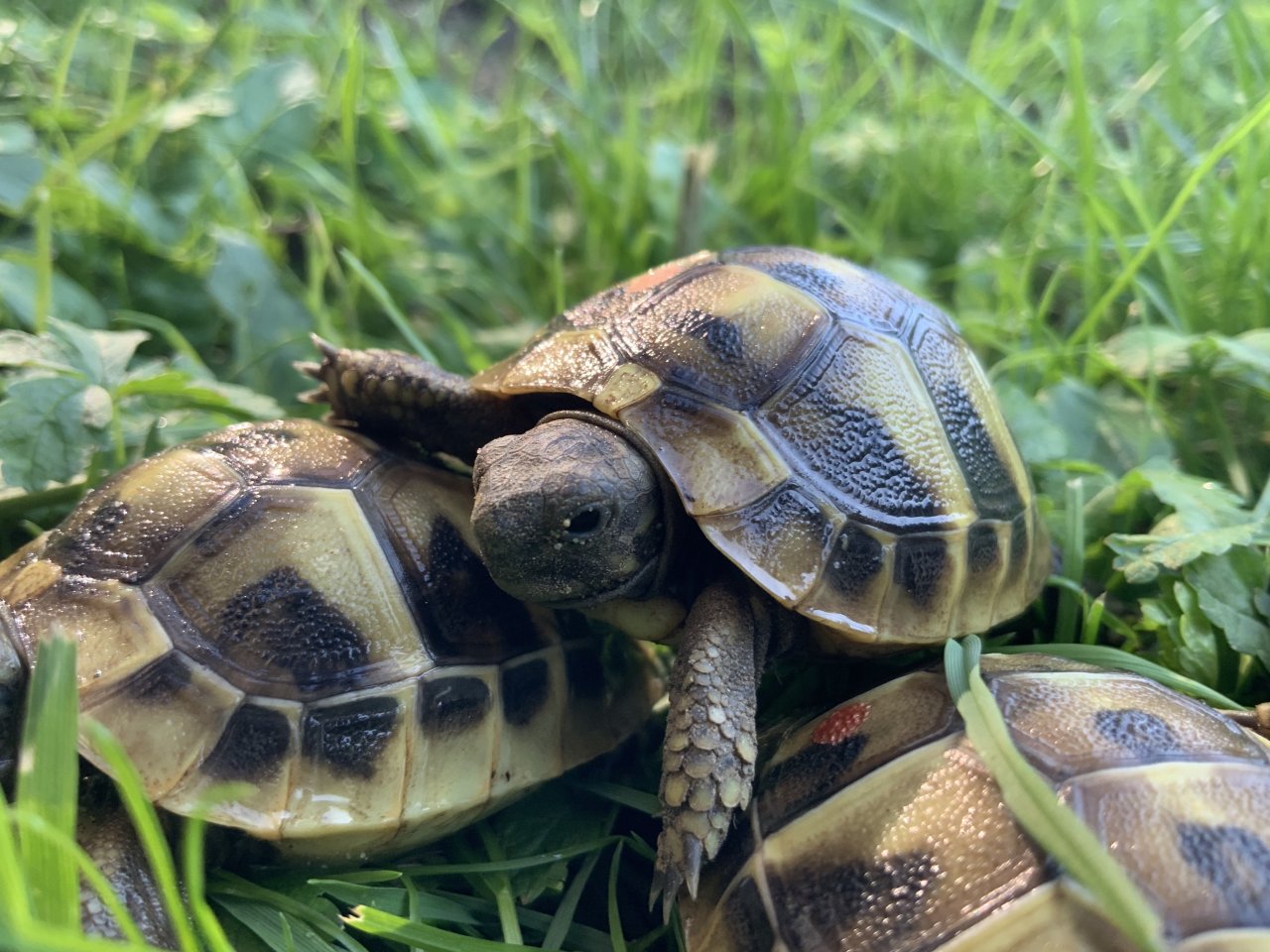 Griechische Landschildkröte , NZ 2013 - Schildkroeten - Vogtsburg