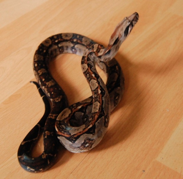 Schönes Terrarium mit 2 Boa  s - Schlangen Boa - Homburg (Saar)