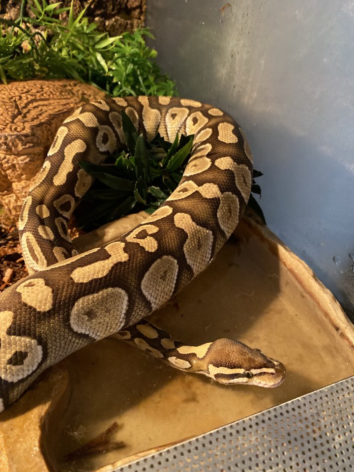 0.1 (Female) Lesser Königspython (Python regius) - Schlangen - Monreal