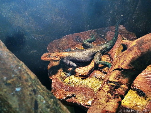 Schönes Siedleragame Pärchen abzugeben Agama lionotus dodoma - Sonstige Reptilien - Lohmar