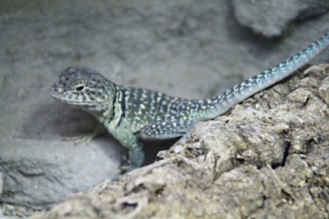 2.0 Crotaphytus Collaris abzugeben - Echsen - Büttelborn