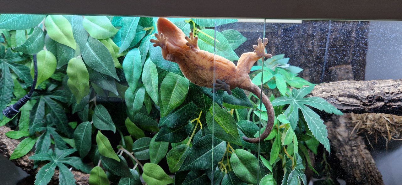 Kronengecko weibchen - Terrarien - Freital