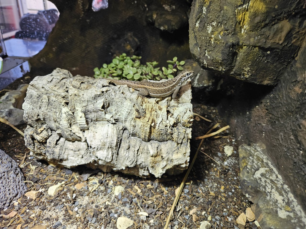 Buntes Maskenleguan-Weibchen in liebevolle Hände abzugeben - Leguan - Leipzig
