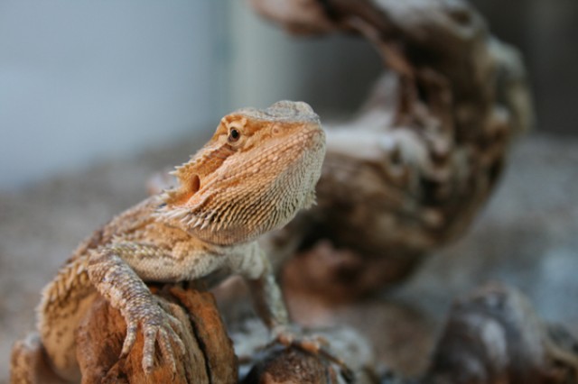 Gelbe Bartagamen Babys ab zu geben - Bartagame Farbbartagame - Nordheim
