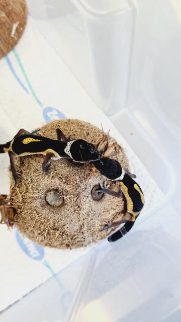 Leopardgecko NZ  - Gecko - Neuenhagen