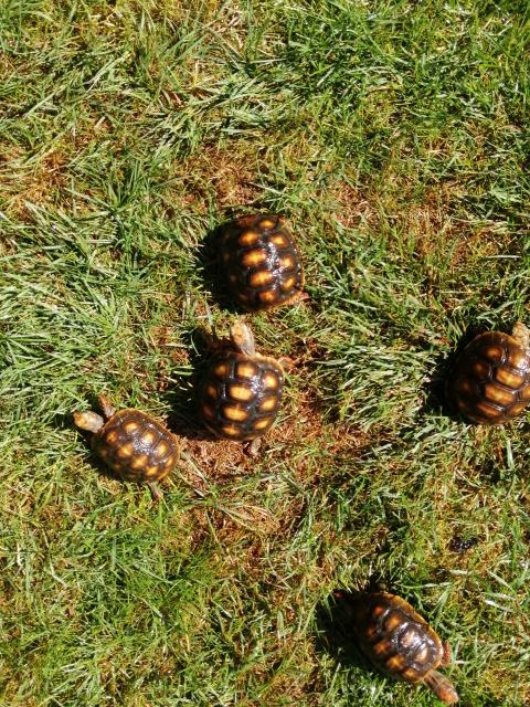 Koehlerschildkroeten Nachzuchten - Schildkroeten - Geesthacht