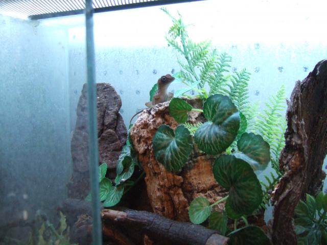 Dickkopf-Anolis - Anolis - Hamm