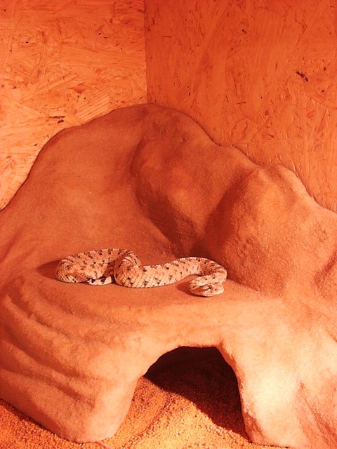 1.0 Crotalus cerastes cerastes - Sonstige Reptilien - Gütersloh