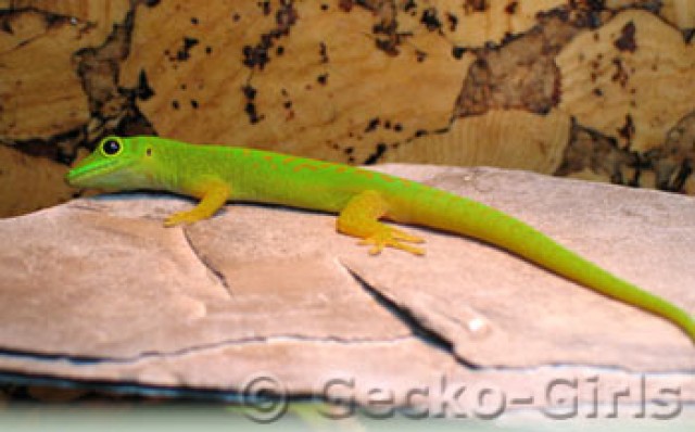 1.0 Phelsuma a. astriata -- 9 Monate -- ab sofort  - Gecko - Roßhaupten