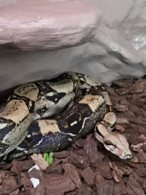 Boa constrictor Imperator 0.1 - Schlangen Boa - Eschweiler 