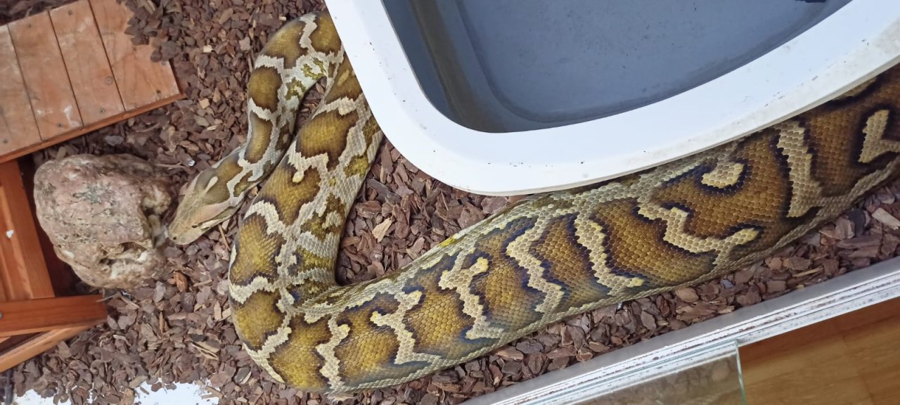 Heller Tigerpython (python molurus molurus (pimbura) - Schlangen - Talheim