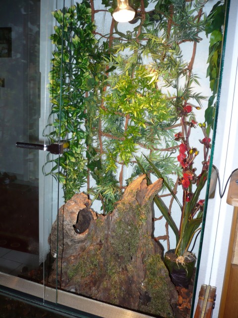 Hochterrarium zu verkaufen - Schlangen Schlangen Sonstige - Pulheim