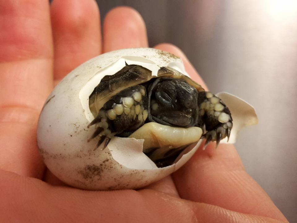 Nachzuchten Griechische Landschildkröten Testudo hermanni boettgeri zu verkaufen - Schildkroeten - Lahnau