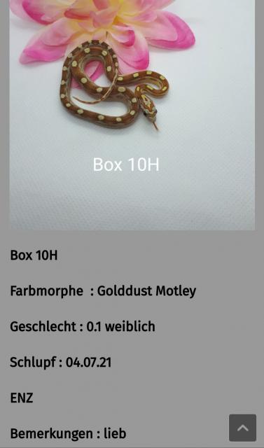 Kornnatter Nachzuchten  - Schlangen Natter - Weißensee