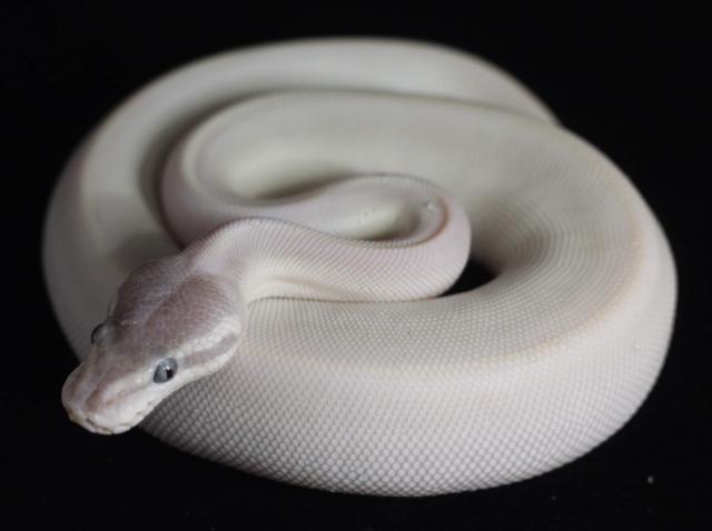 0.1 Super Mojave poss GHI 2020 - Schlangen Python - Hilden