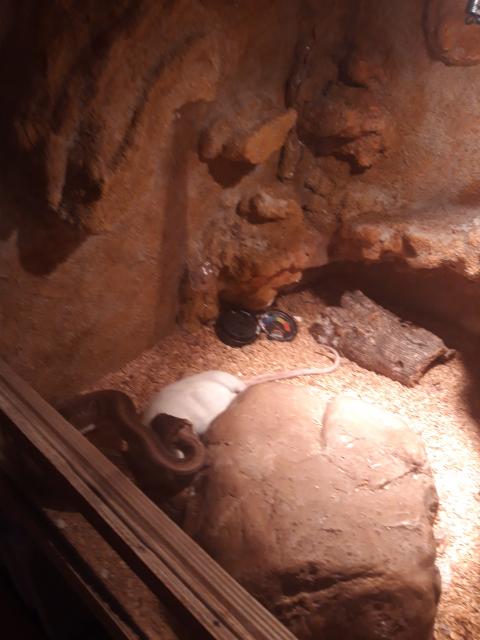 Verkaufe königspyton  - Schlangen Python - Wathlingen