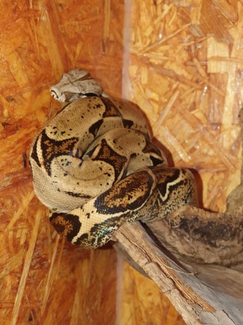 2 Boa Constrictor Imperator - Schlangen Boa - Stuttgart