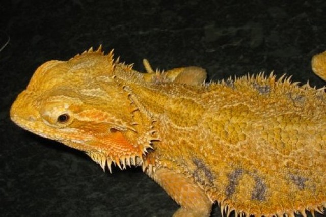 Bartagamen Heim, Aufzucht und Informationen - Bartagame - Haren-Emmeln