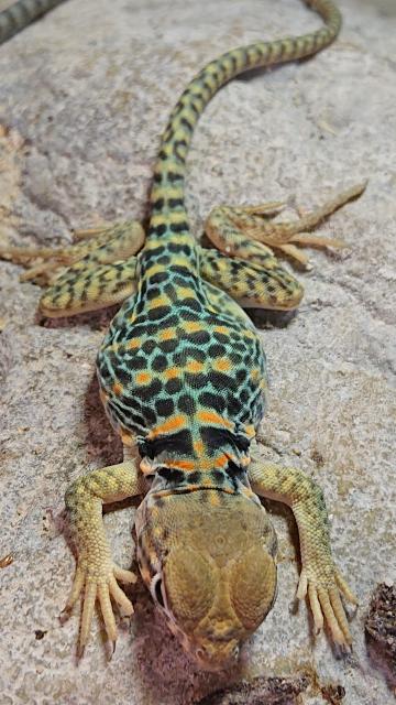 Halsbandleguan Nachzuchten crotaphytus collaris  - Leguan - Waiblingen