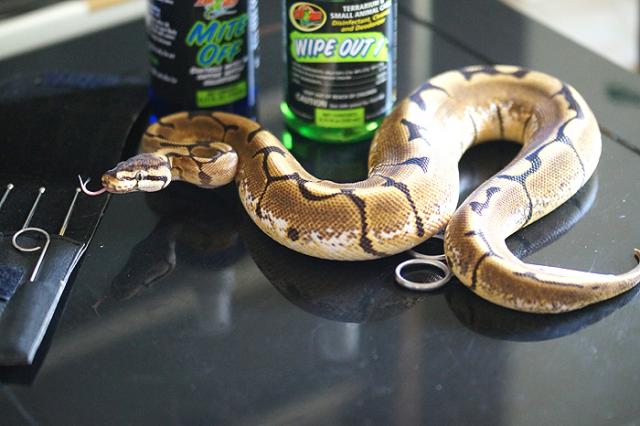 0.1 Spider 100% Het Pied 700g - Schlangen Python - Schwerin