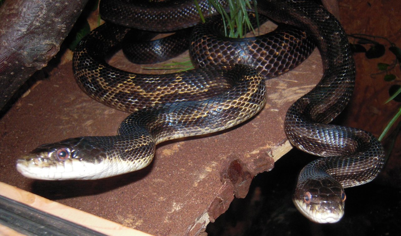 Biete 1.1 Erdnattern ( Pantherophis obsoletus ??? ) - Schlangen - Hannover