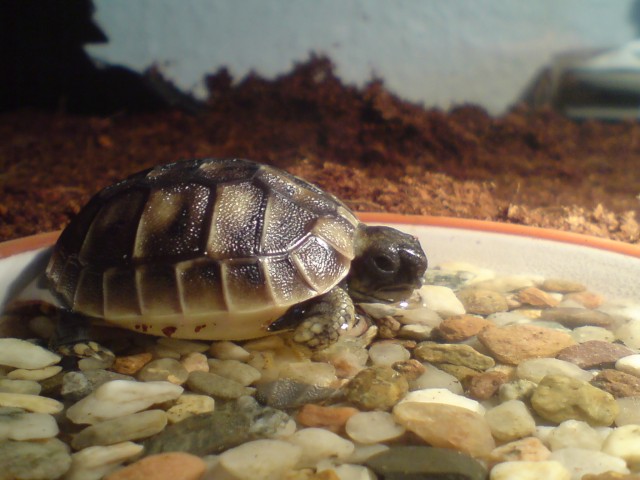 Griechische Landschildkröten - Schildkroeten - Wuppertal