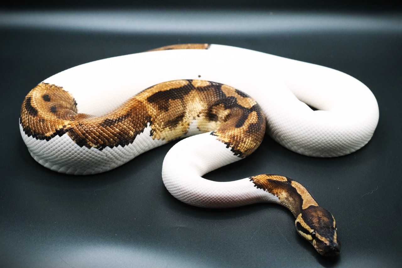 1.0 Orange Dream Pied Proven Breeder - Schlangen - Kalkar