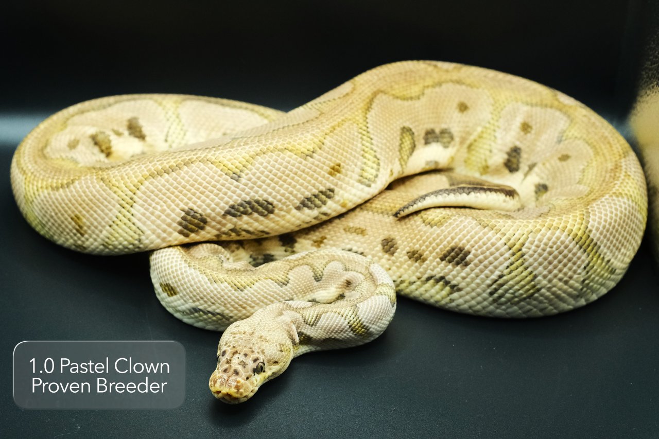 1.0 Pastel Clown Proven Breeder - Schlangen - Kalkar