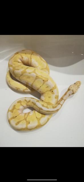Python Regius / Königspython Banana Bumblebee & Pin Pied 2.0 - Schlangen Python - Bottrop