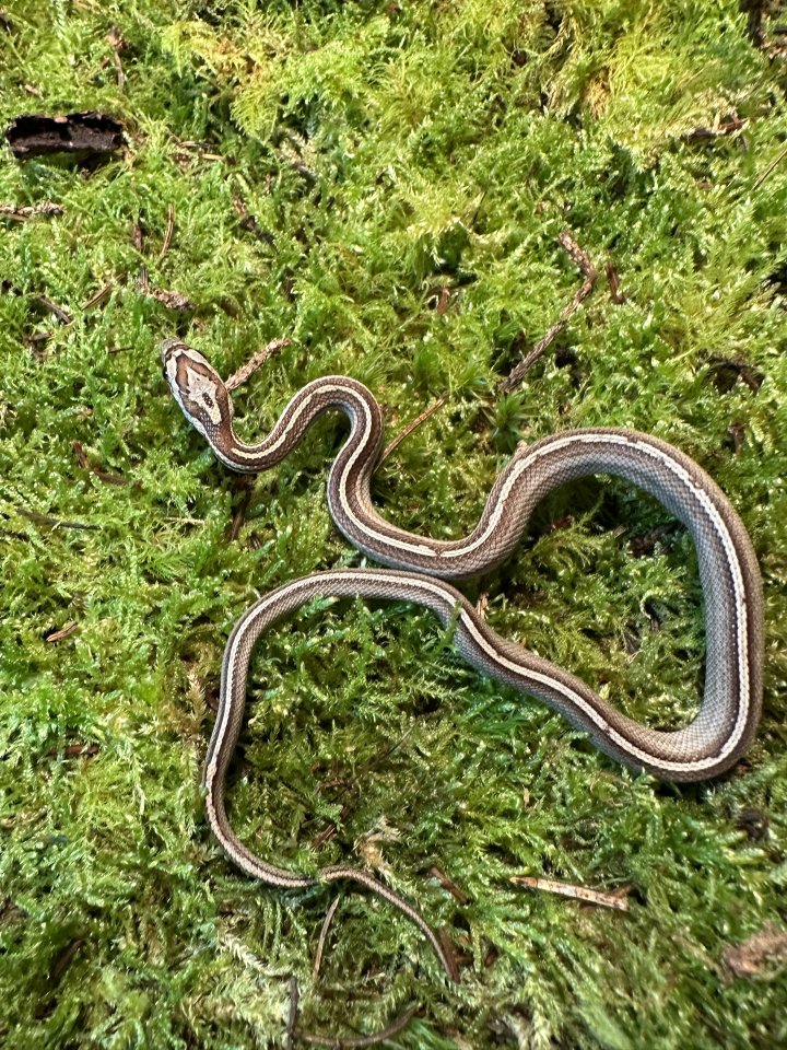 1,0 Caramel Tessera Motley Striped - Schlangen - Unstrut-Hainich