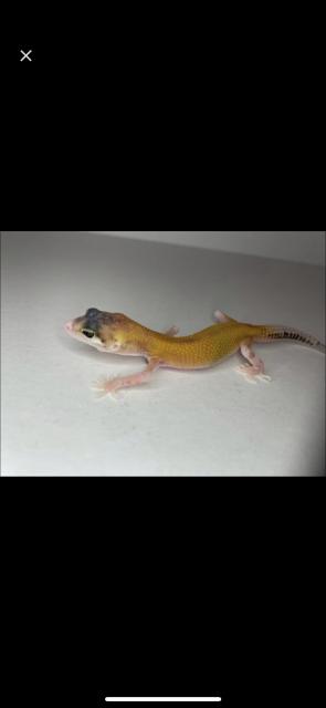Leopardgecko nachzuchten  - Echsen - Leverkusen 