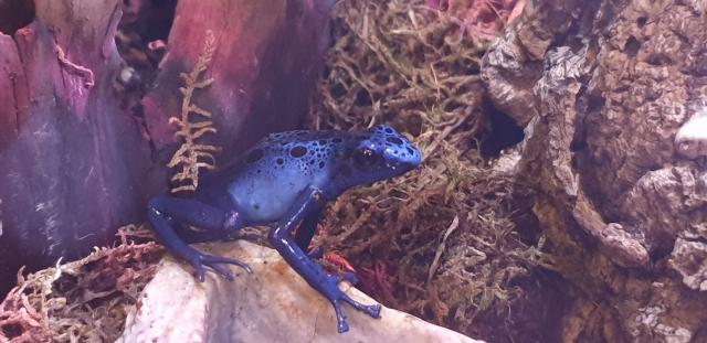 0.0.3 Dendrobates azureus - Frosch - Unna