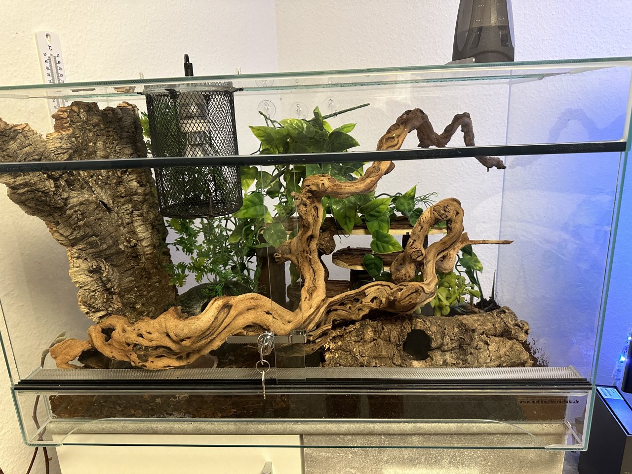 Zwei Kornatter Damen mit Terrarium und Inhalt. - Schlangen - Stuttgart