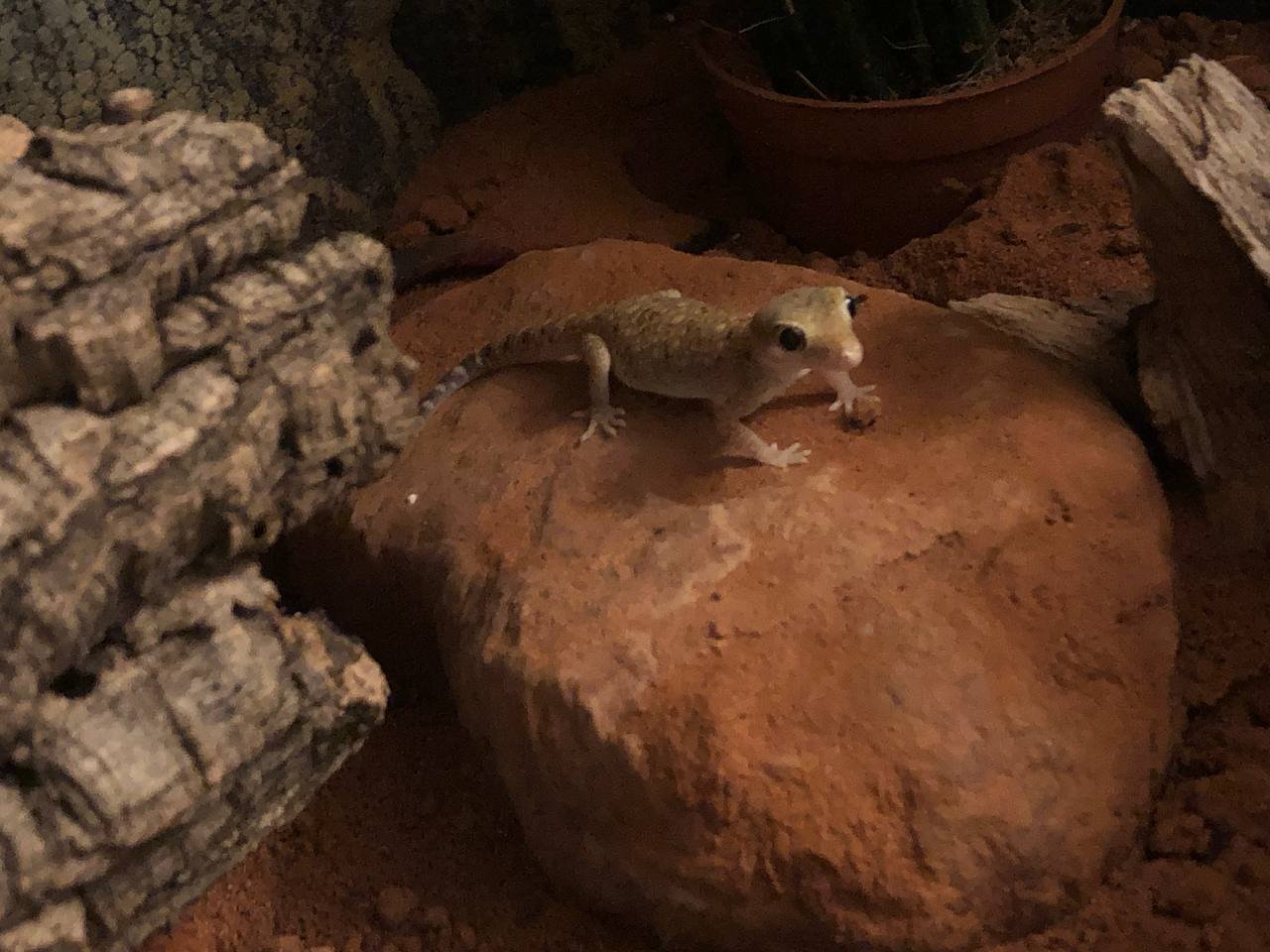 Verkaufe 2 Dünnfingergeckos + Terrarium und Zubehör kann optional erworben werde - Gecko - Leipzig