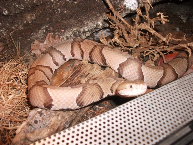 Agkistrodon contortrix  Norda.kupferkopf - Schlangen Giftschlangen - wuppertal