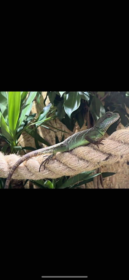 Grüne Wasseragame (weibchen) 0.1 - Echsen - Pöttmes