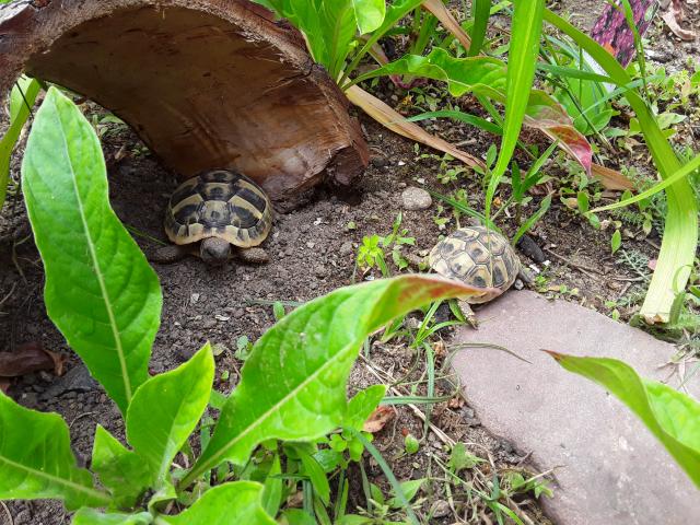 Griechische Landschildkröten NZ von 2021 - Schildkroeten - Strausberg 