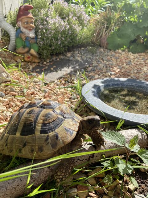 Griechische Landschildkröte  - Schildkroeten - Darmstadt