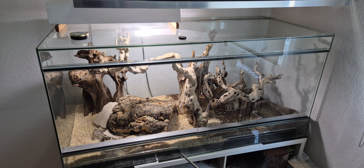Königspython  ca. 10 Jahre alt inklusive großem Terrarium - Schlangen - Schwaikheim