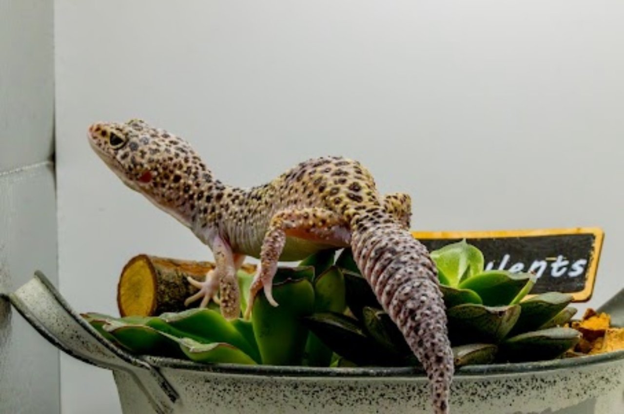 Leopardgecko 1.13.16 - Gecko - Kamen