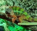 Pantherchameleons - Furcifer pardalis - Jungtiere zu verkaufen - Chamaeleon - Waldkraiburg