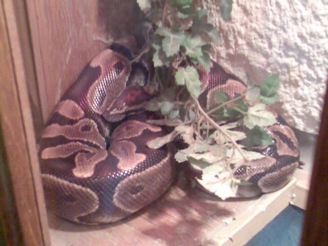 Gebe günstige Python regius ab - Schlangen Python - Herne