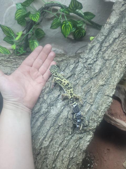 Leopardgecko  - Gecko - Beckum