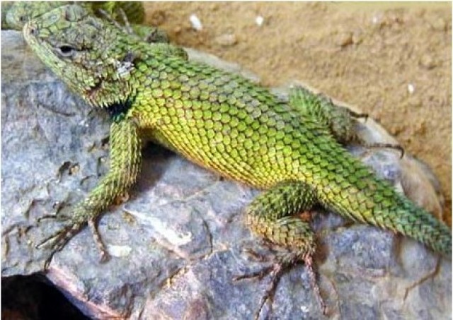 Malachit-Stachelleguane - Leguan - Berlin