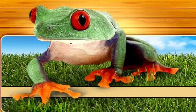 Terraristik-Shop  Amphibien und Reptilien  - Futtertiere - titz